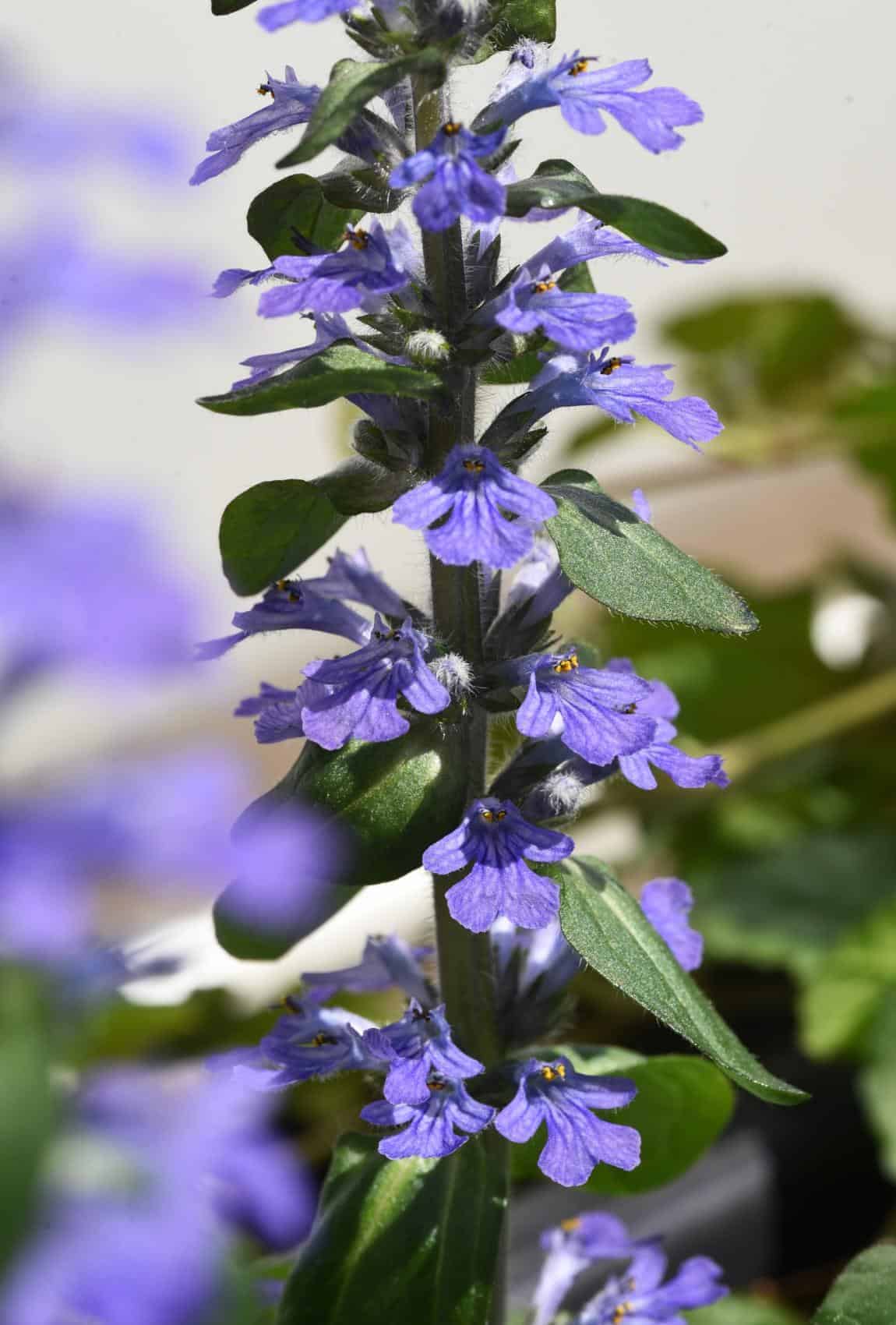 Ajuga reptans - Günsel Ajuga reptans - Günsel