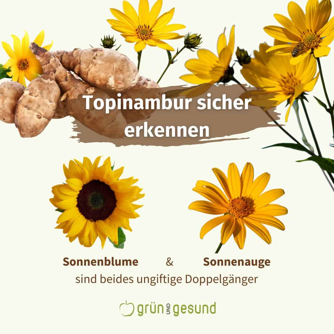 Besteht bei Topinambur Verwechslungsgefahr mit Giftpflanzen Besteht bei Topinambur Verwechslungsgefahr mit Giftpflanzen