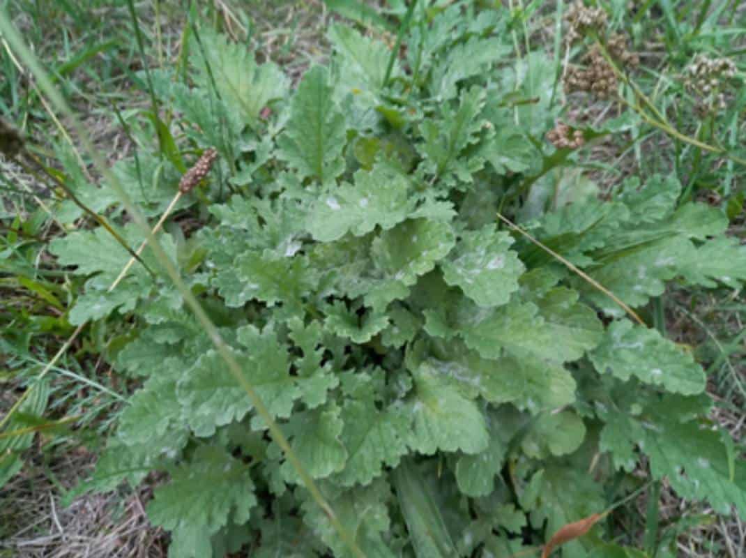 Blattrosette Kreuzkraut