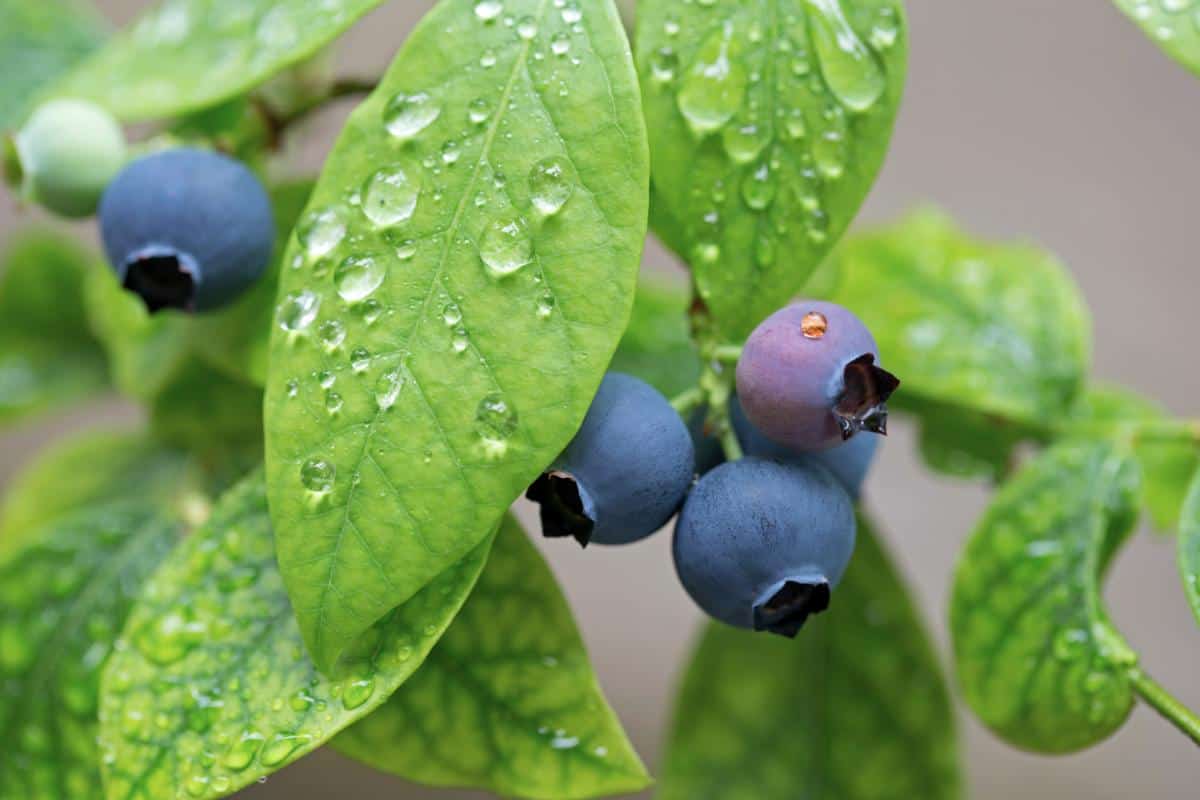 Blaubeerfrüchte
