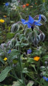 Borretsch-Blüte Borretsch-Blüte