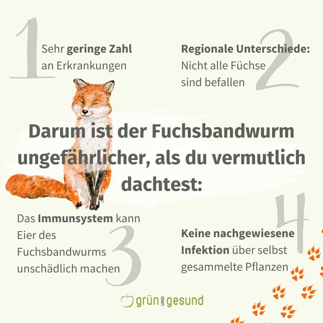 Darum ist der Fuchsbandwurm ungefährlicher, als du vermutlich dachtest