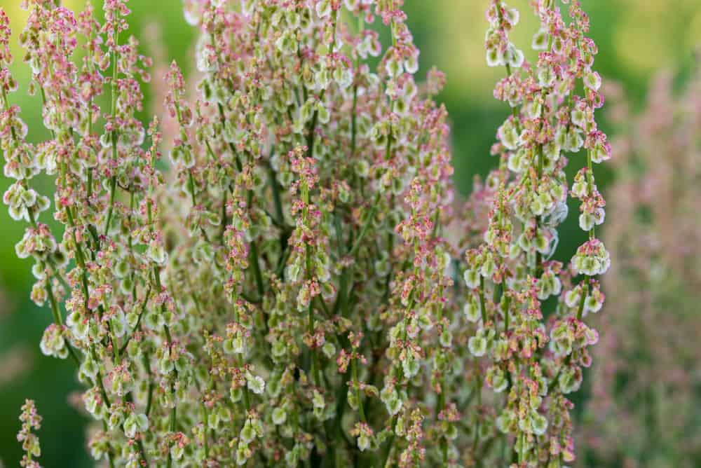 Wiesen Sauerampfer Blüten