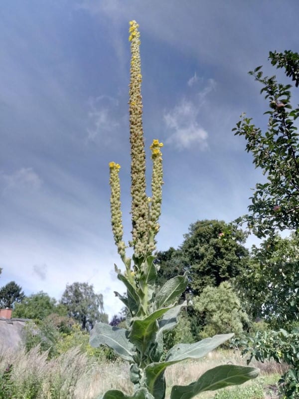 Die Großblütige Königskerze - ein beeindruckender Sommerblüher