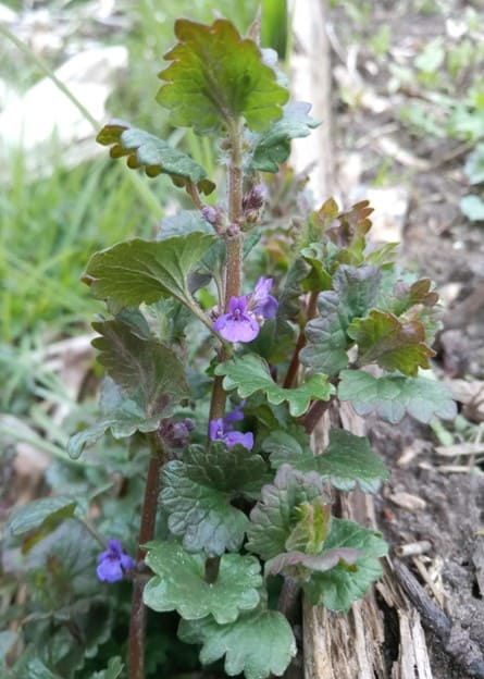 Frühlingsblüte von Gundermann im März Frühlingsblüte von Gundermann im März