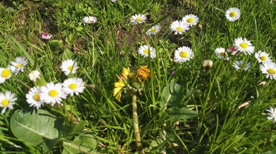 Gänseblümchen Gänseblümchen
