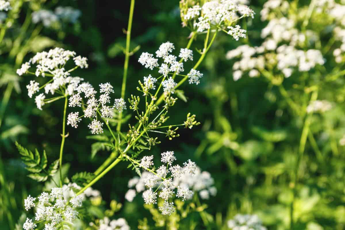 Gefleckter Schierling (Conium maculatum)