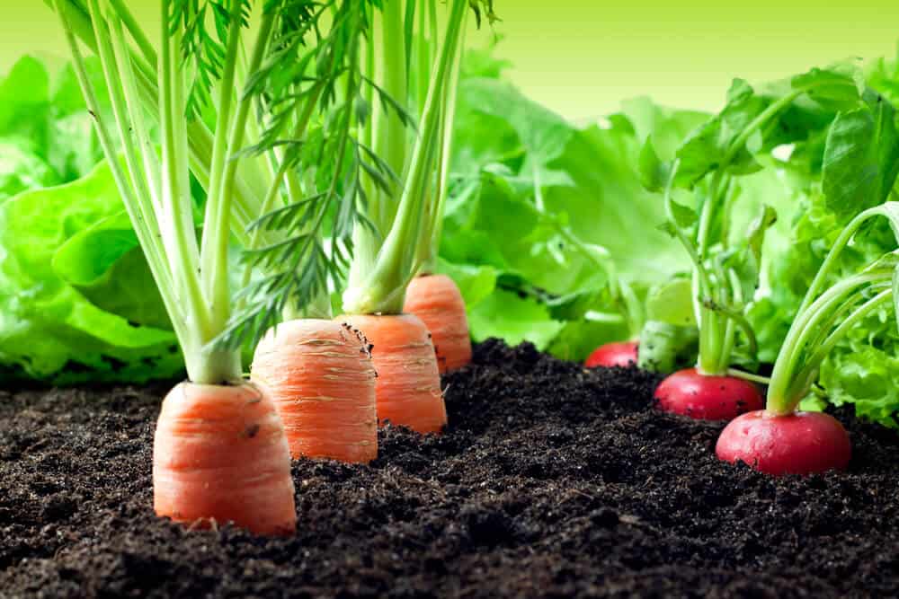 Pflanzabstand gemüse tabelle Gemüseanbau im Garten