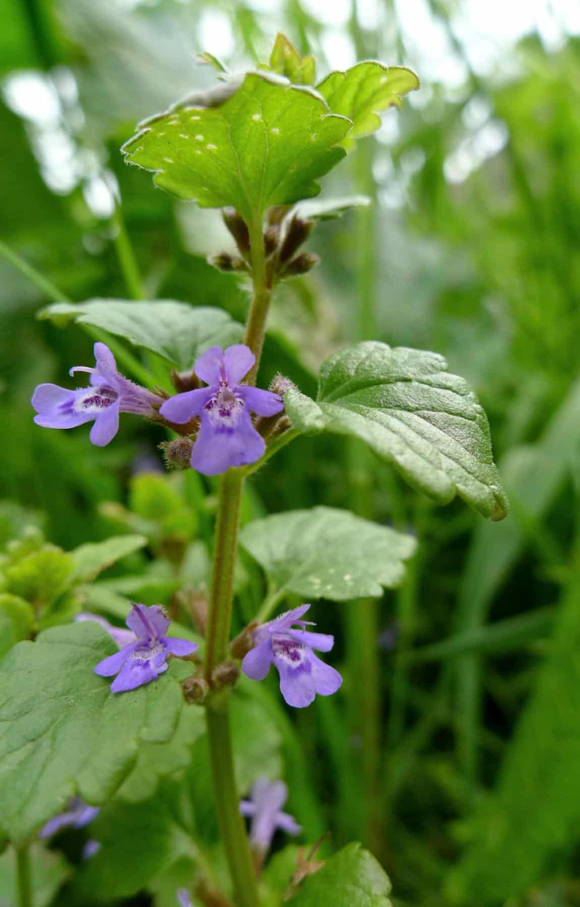 Glechoma hederacea - Gundermann Glechoma hederacea - Gundermann