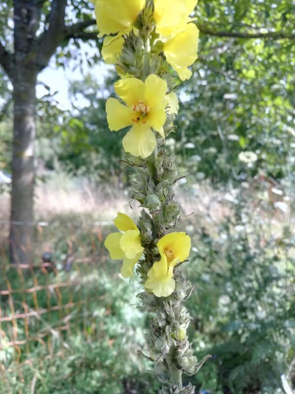 Großblütige Königskerze in Blüte