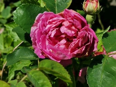 Historische Rosen Historische Rosen