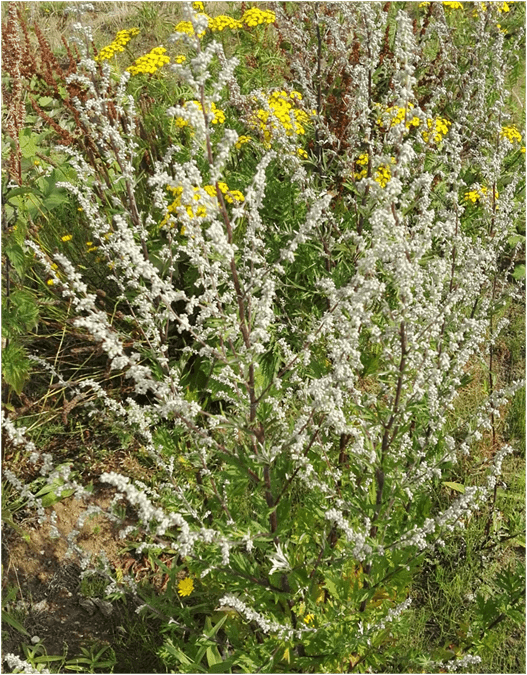 Hochsommerliche Blüte in typischer Ruderalflur 