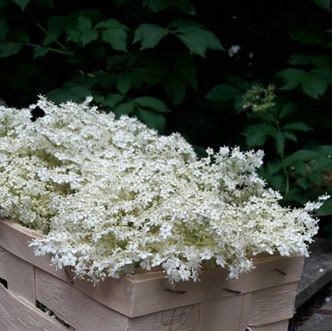 Holunderblüten-Ernte Holunderblüten-Ernte