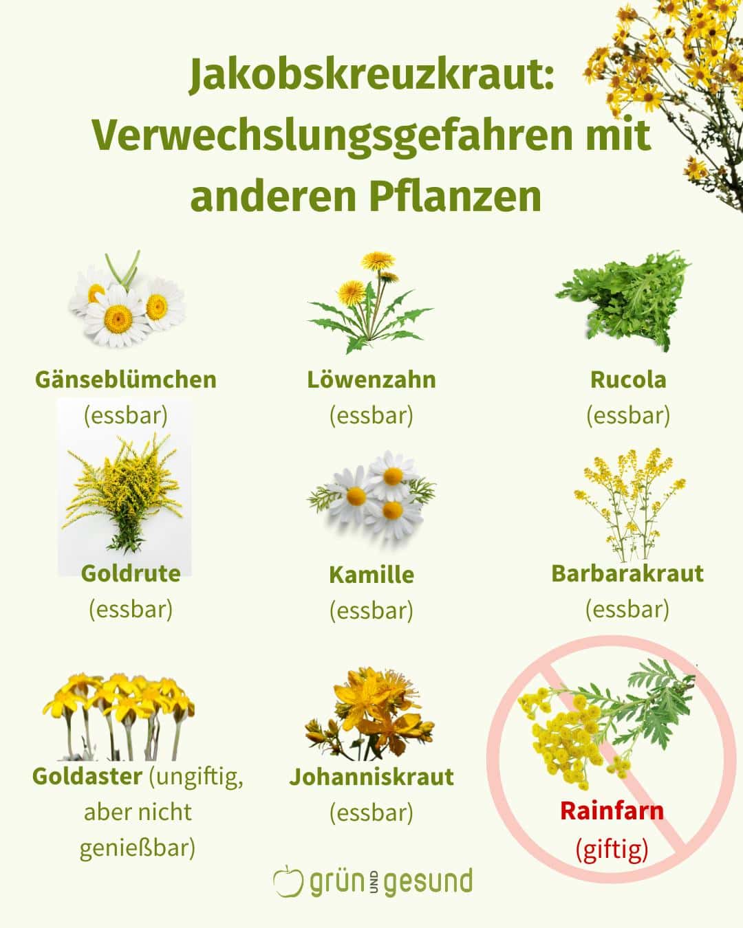 Jakobskreuzkraut Verwechslungsgefahren mit anderen Pflanzen