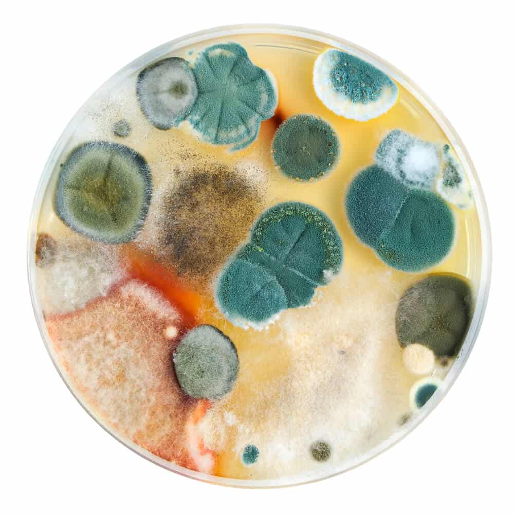 Kombucha Pilz Schimmel Kombucha Pilz Schimmel