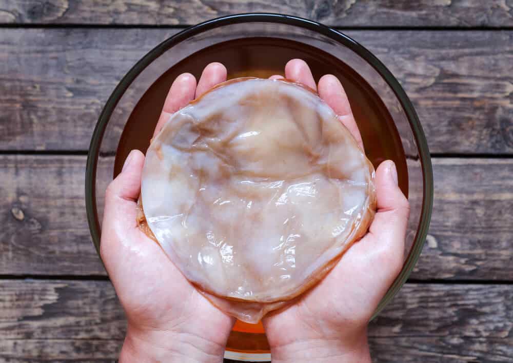 Kombucha Pilz Kombucha Pilz