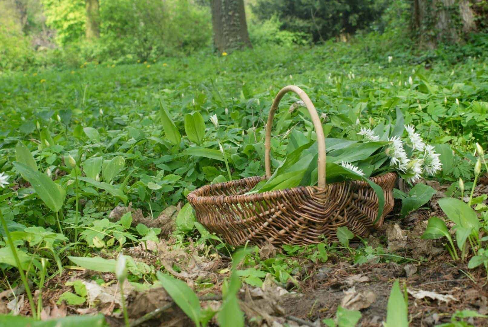 Kraut Kräuter Krautschicht Wald Waldgarten Stauden Wildkräuter