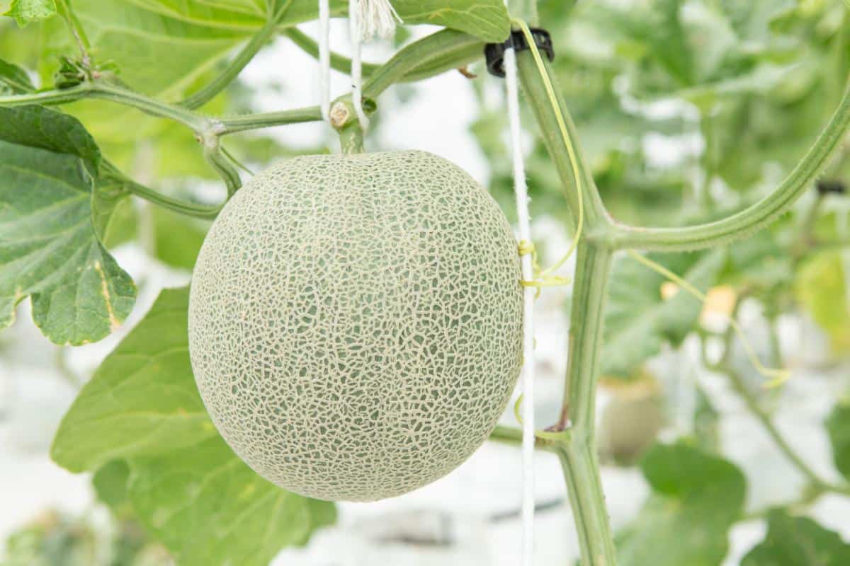 Melone gute Nachbarn Gewaechshaus