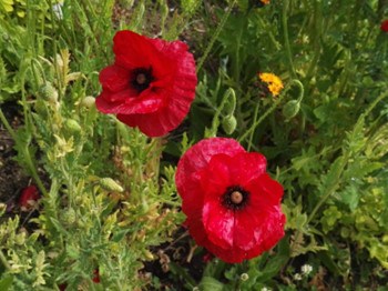 Mohnblüte Mohnblüte
