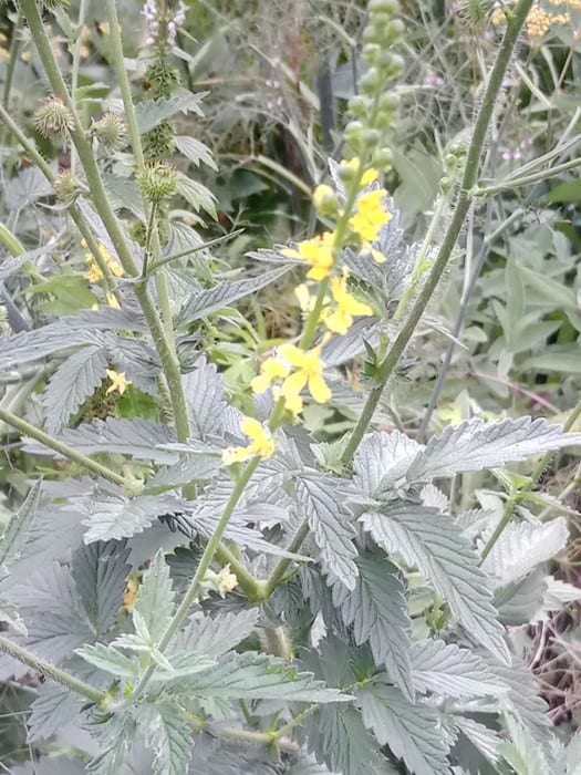 Odermennig in Blüte und mit Saatklette