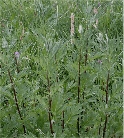 Pflanze vor der Blüte