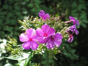 Phlox violet Phlox violet