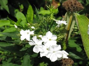 Phlox weiß Phlox weiß