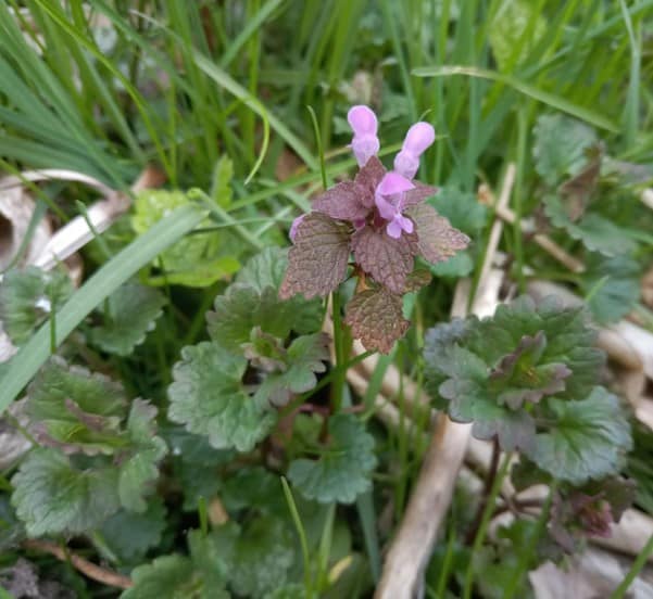 Purpurrote Taubnessel und Gundermann in Gemeinschaft Purpurrote Taubnessel und Gundermann in Gemeinschaft