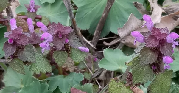 Purpurrote Taubnessel Purpurrote Taubnessel