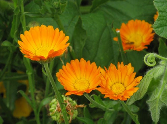Ringelblume Ringelblume