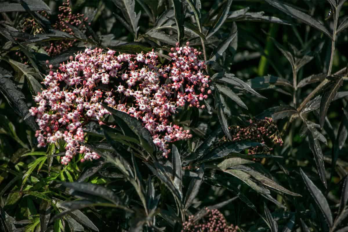 Sambucus Nigra Schwarze Spitze Holunder Verwechslung