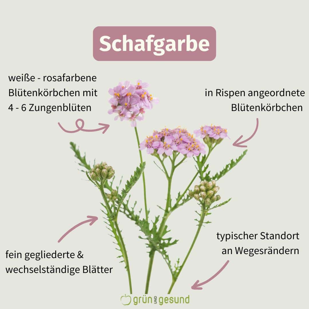 Erkennungsmerkmale Schafgarbe