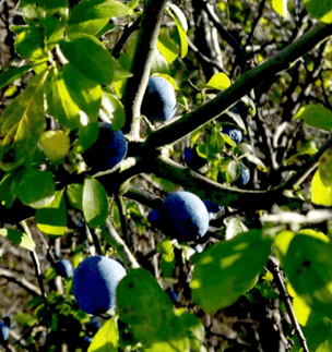 Früchte der Schlehe Schlehdorn Früchte