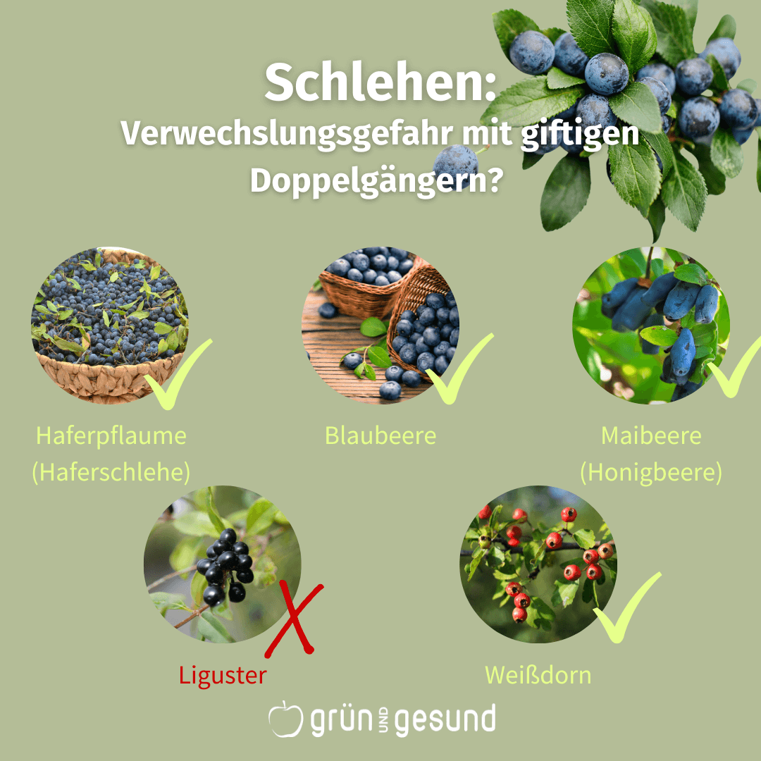 Schlehen Verwechslungsgefahr mit giftigen Doppelgängern