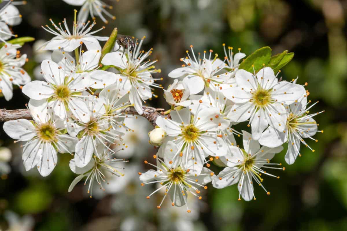 Schlehenblüten ähneln unserer Obstblüte