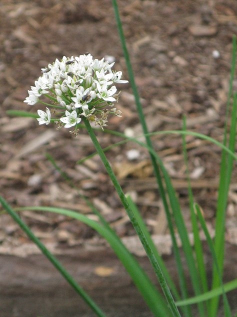 Schnittknoblauch-Blüte Schnittknoblauch-Blüte
