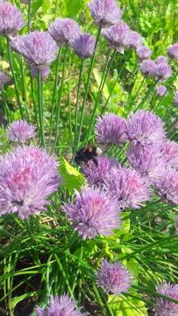 Schnittlauch-Blüte Schnittlauch-Blüte