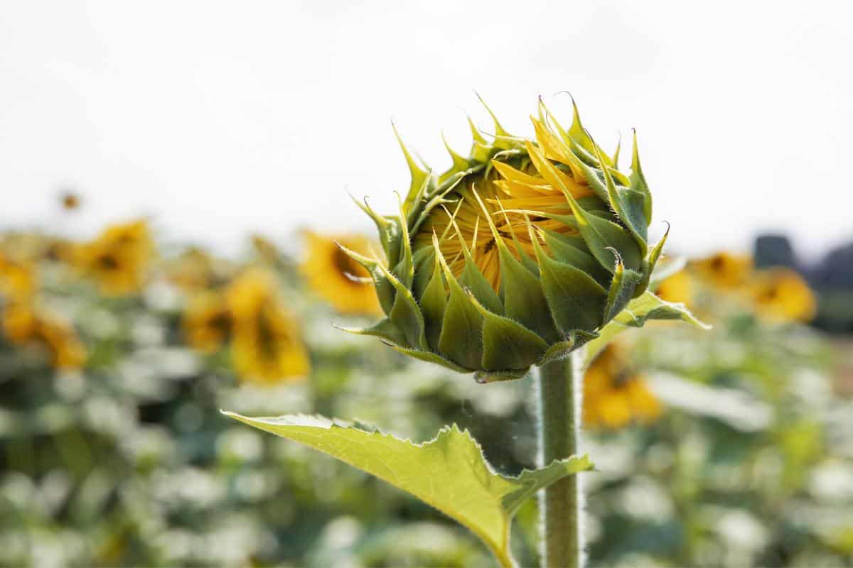 Sonnenblume Sonnenblume