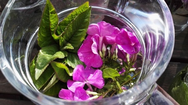 Sonnentee aus Blüten Sonnentee aus Blüten