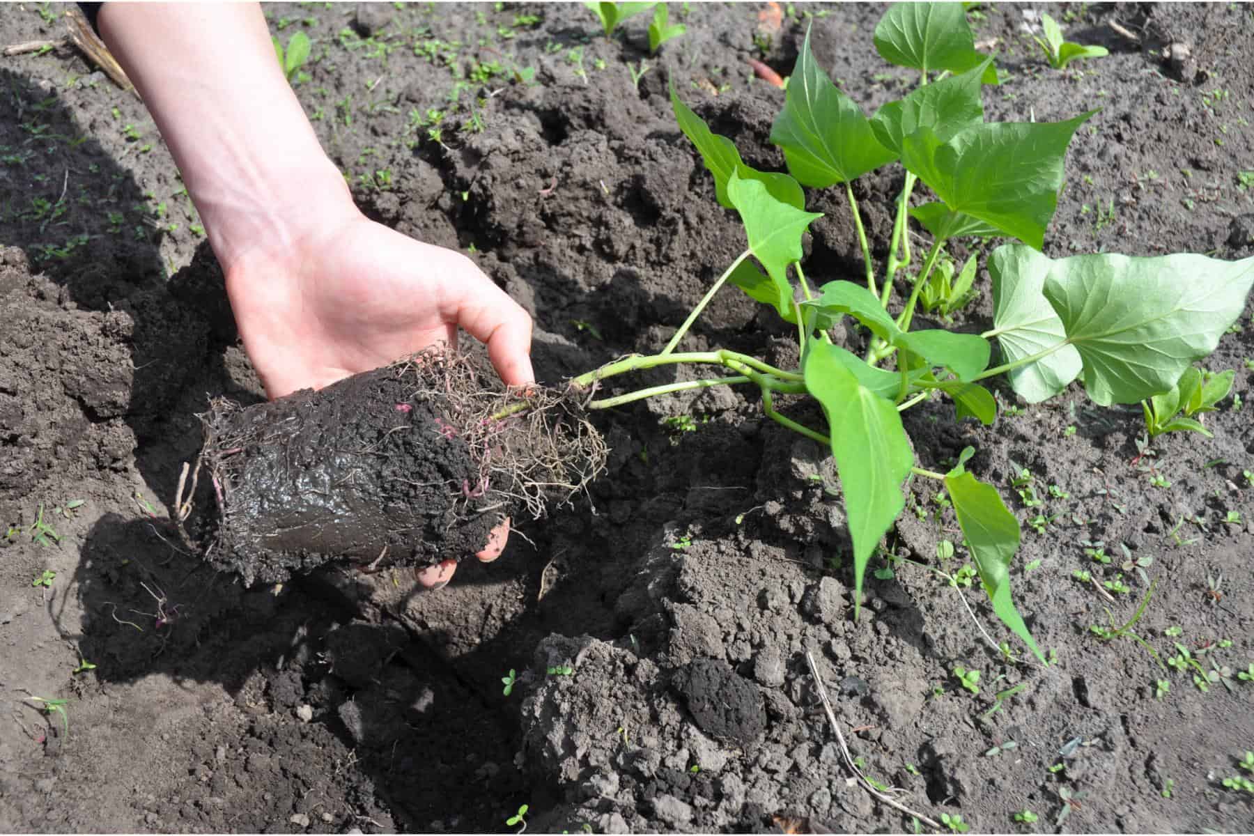 süßkartoffel mischkultur