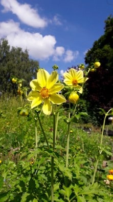 Superblüte Dahlien Superblüte Dahlien