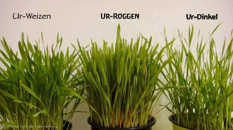 Ur-Weizen-Roggen-Dinkel_web