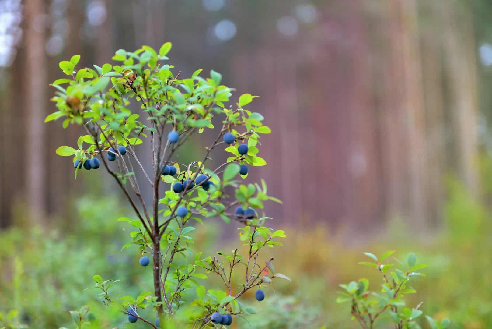 Wald Sträucher Beerenobst Strauchschicht