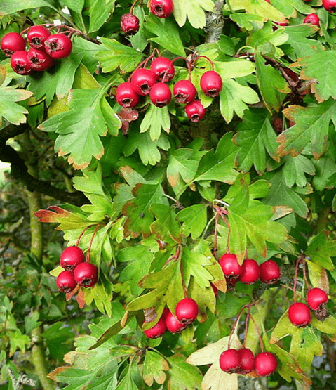 Weißdornblatt und -frucht