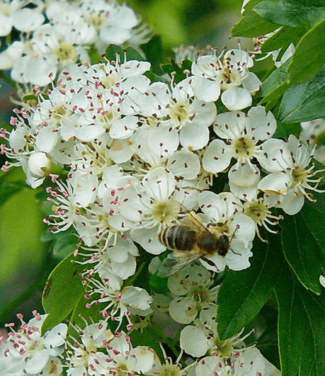 Weißdornblüte