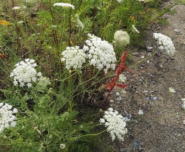 Wilde Möhre im Hochsommer 
