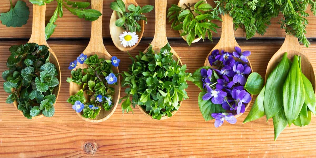 Essbare Wildpflanzen Natur Gesundheit
