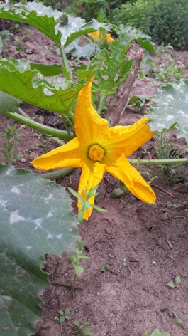 Zucchini männliche Blüte Zucchini männliche Blüte