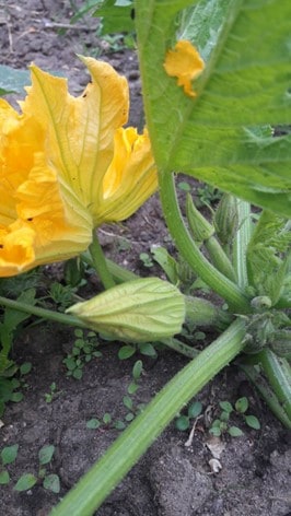 Zucchini weibliche Blüte Zucchini weibliche Blüte