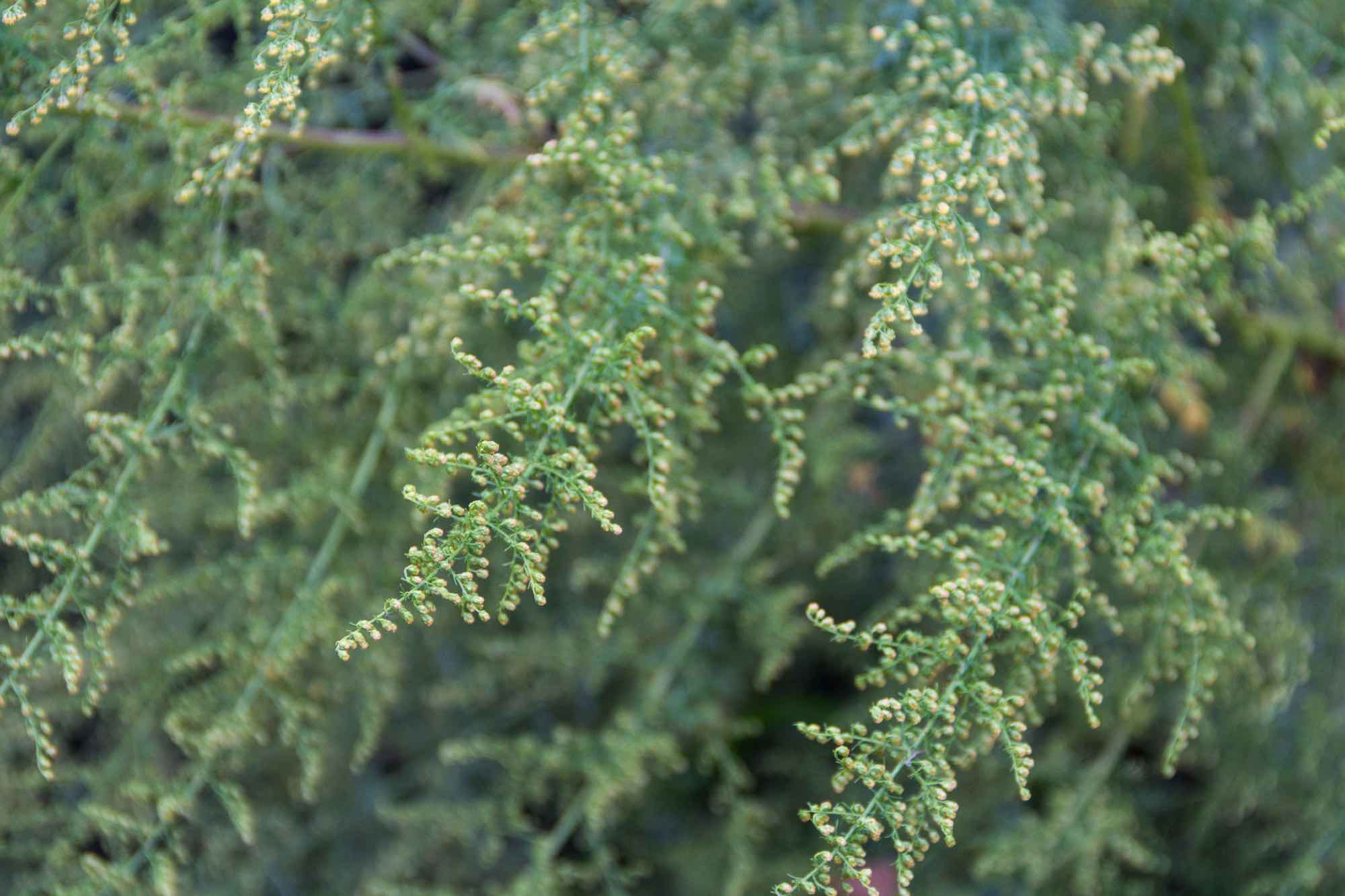 artemisia annua tee wirkung titelbild
